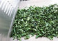 O equipamento de secagem Moringa da esterilização da micro-ondas do PLC sae de umas folhas mais secas do forno